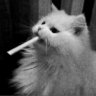 Jax_Chester